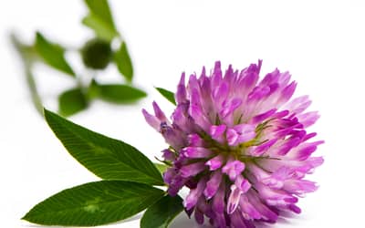 WHAT IS RED CLOVER