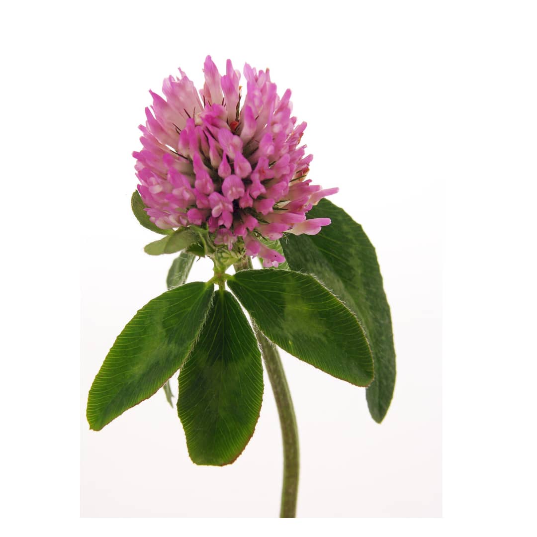 red clover, hot flush supplement, menopause supplements, menopause, perimenopause, menopause symptoms, early menopause, menopause test, menopause weight gain, menopause age, average age of menopause, menopause, what is menopause